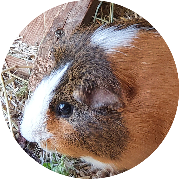 Gustav