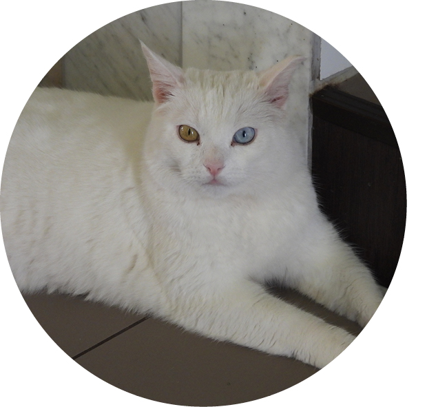 Snowball