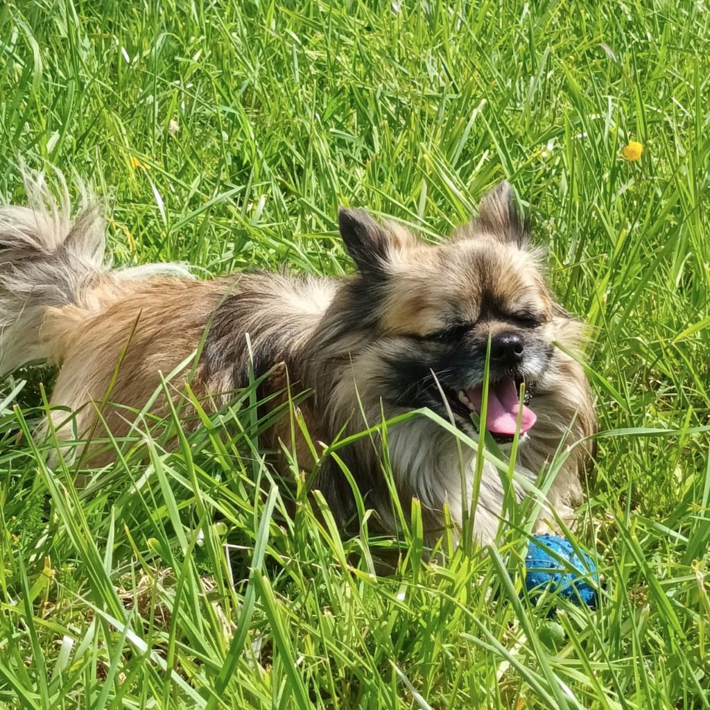 Mogli