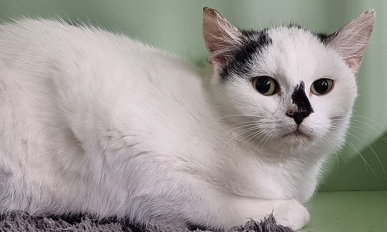 Stella
