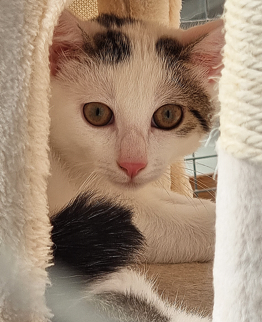 Carlo