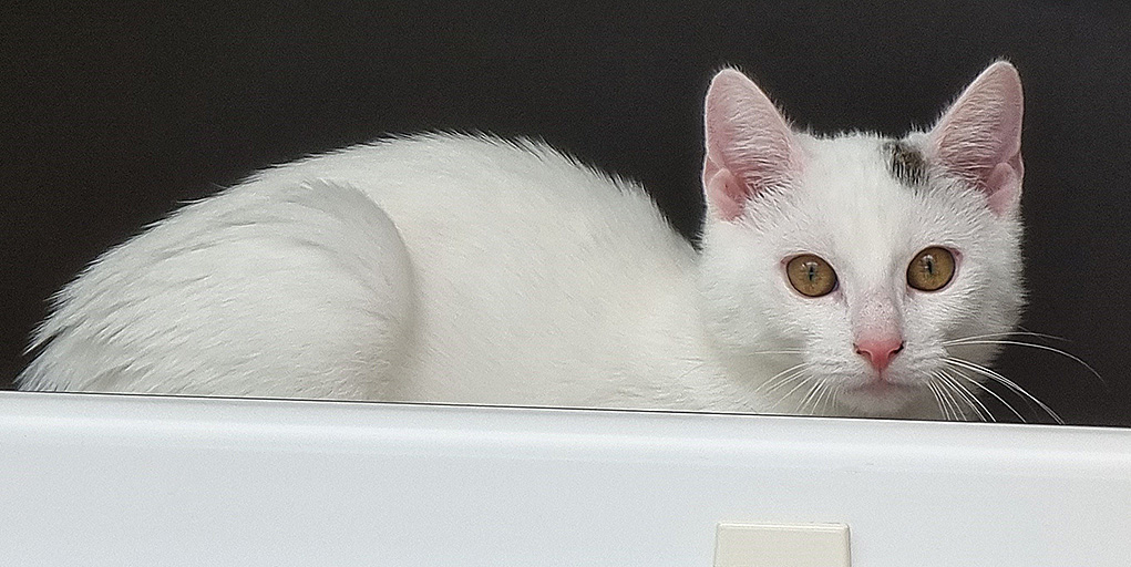 Cilian